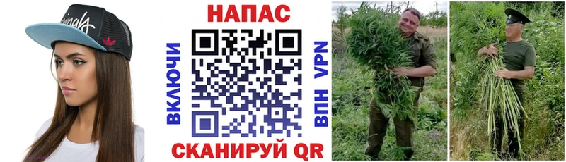Шишки марихуана марихуана Камышин